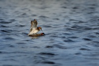 Lyskonoh uzkozoby - Phalaropus lobatus - Red-necked Phalarope 5421